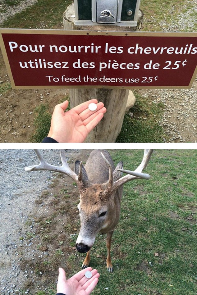 feed-deers.jpg