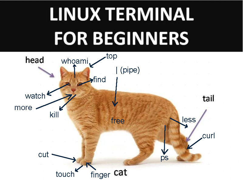 linux-terminal-for-beginners.png